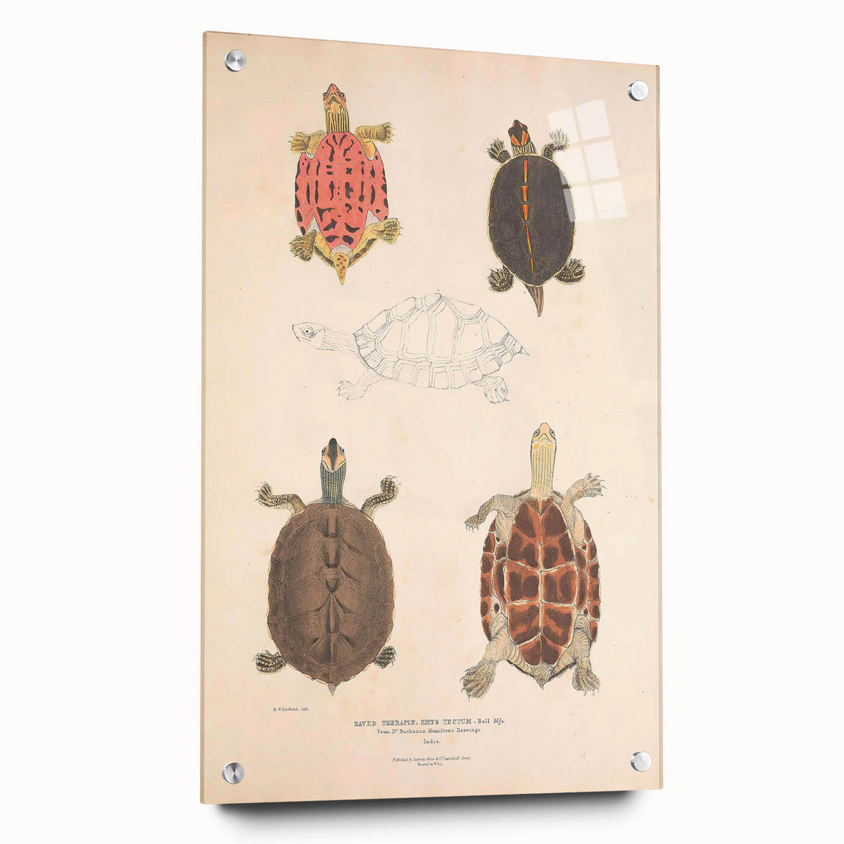 Vintage Animal Art – Terrapin Turtle Illustration Wall Print