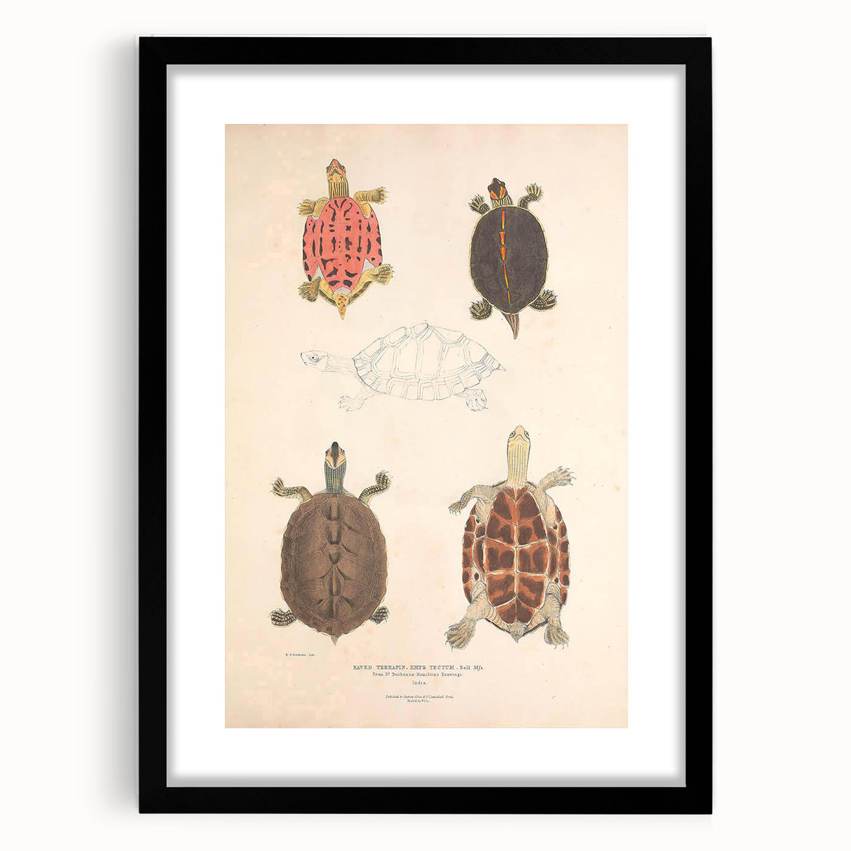 Vintage Animal Art – Terrapin Turtle Illustration Wall Print