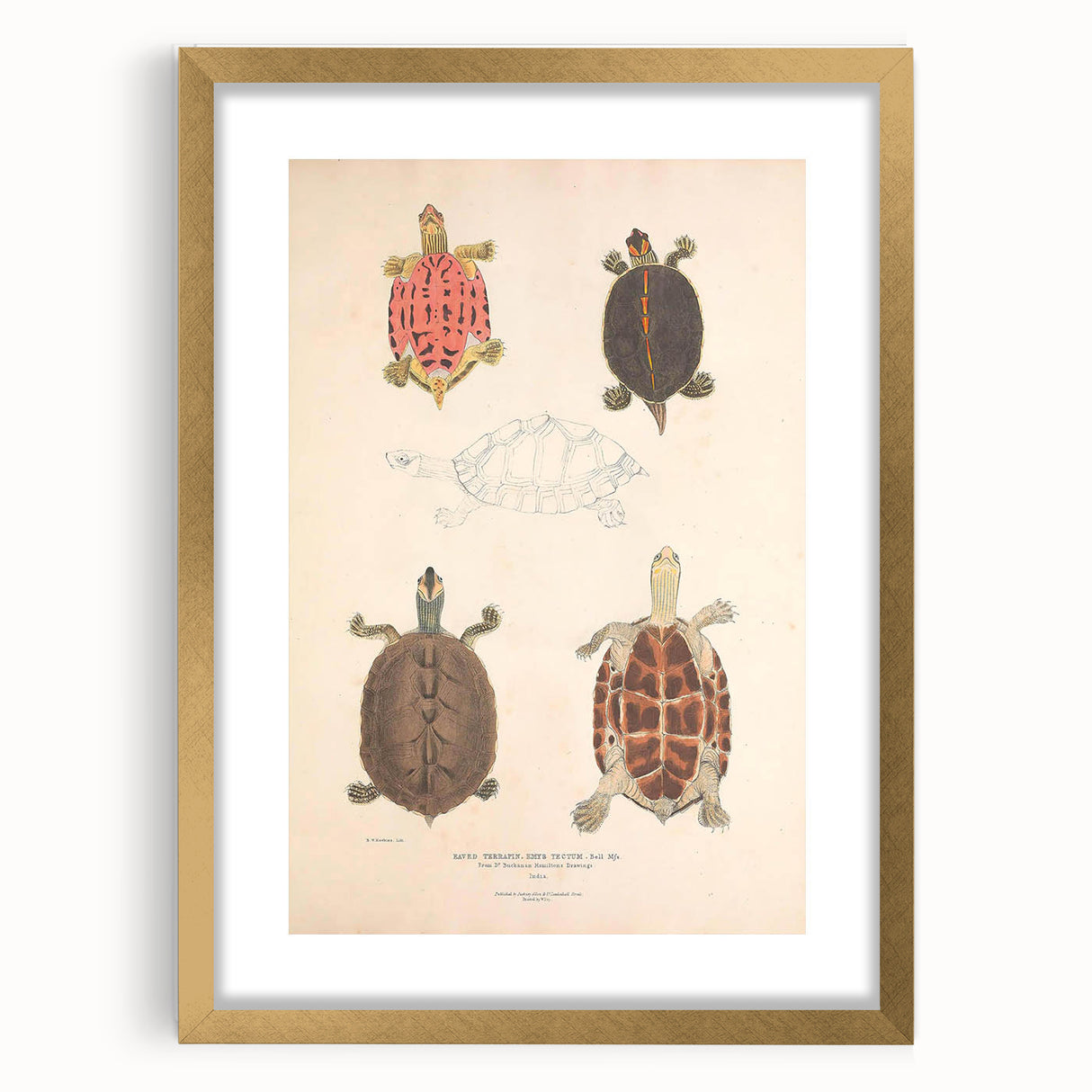 Vintage Animal Art – Terrapin Turtle Illustration Wall Print