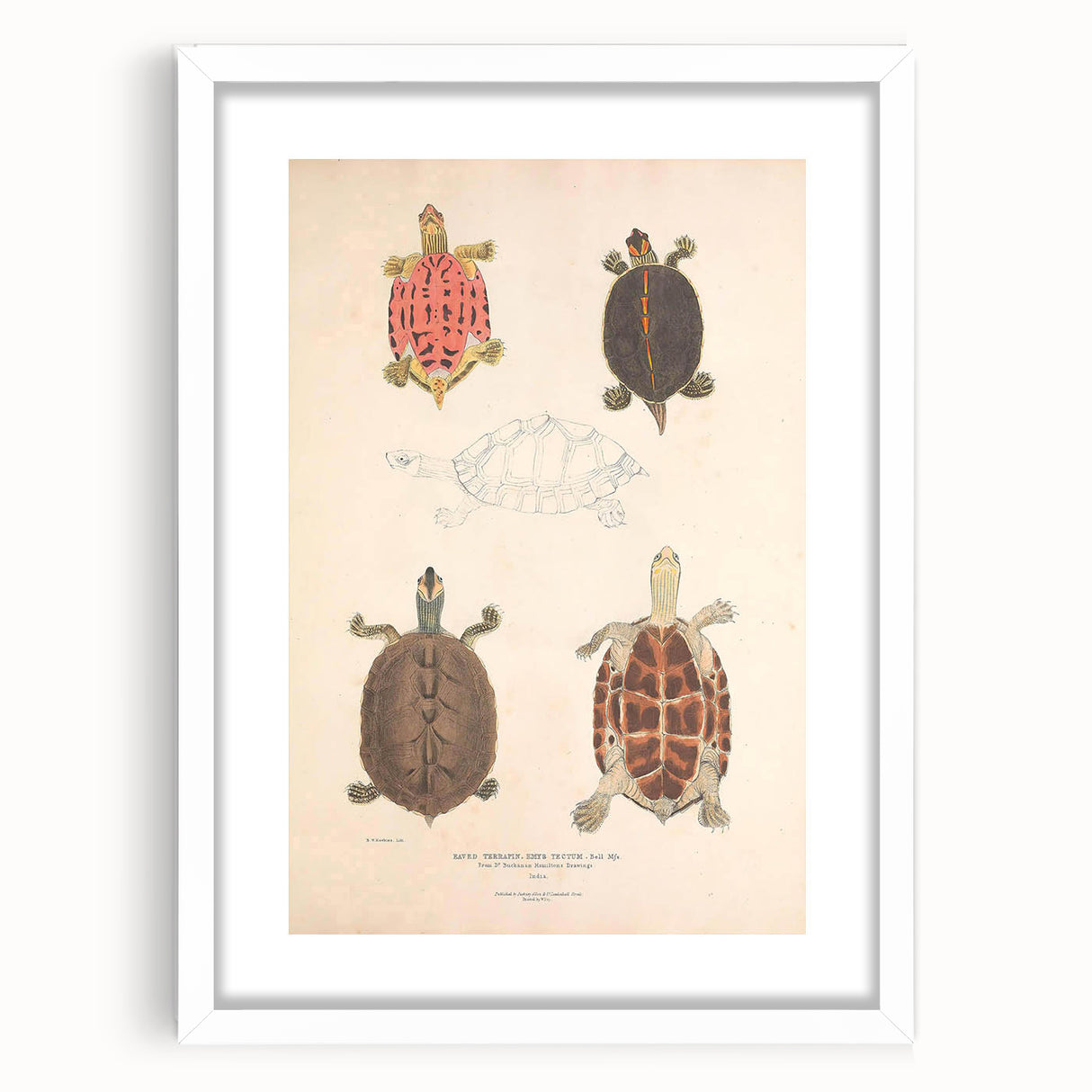 Vintage Animal Art – Terrapin Turtle Illustration Wall Print
