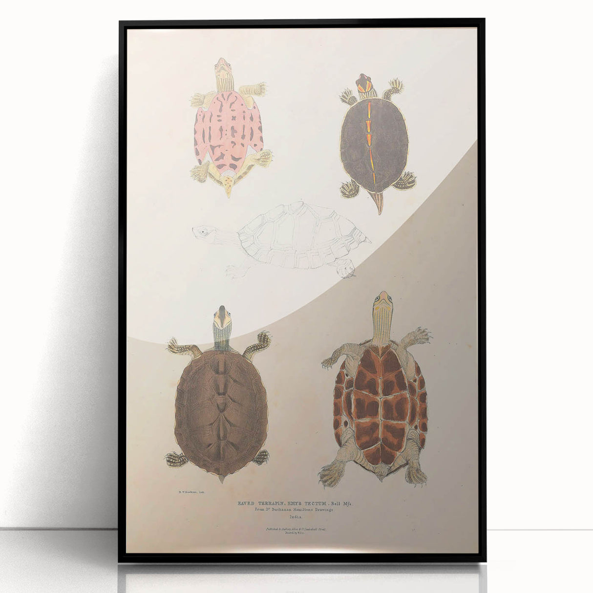 Vintage Animal Art – Terrapin Turtle Illustration Wall Print