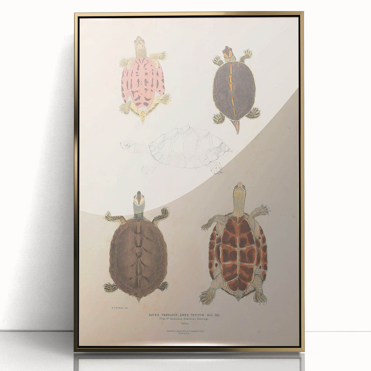Vintage Animal Art – Terrapin Turtle Illustration Wall Print