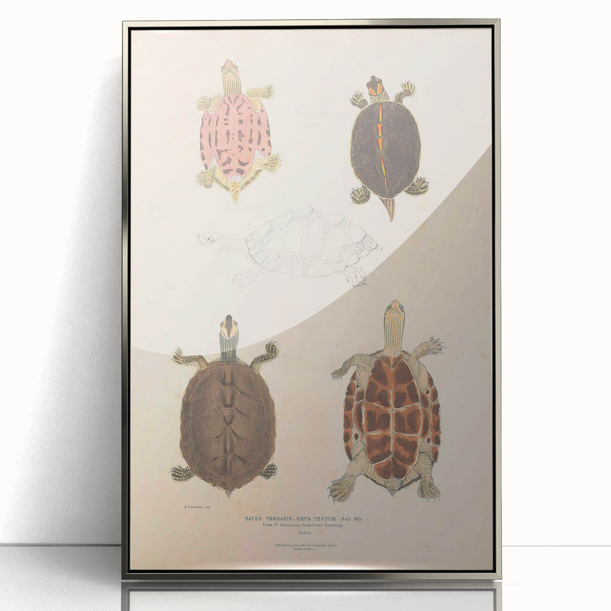 Vintage Animal Art – Terrapin Turtle Illustration Wall Print