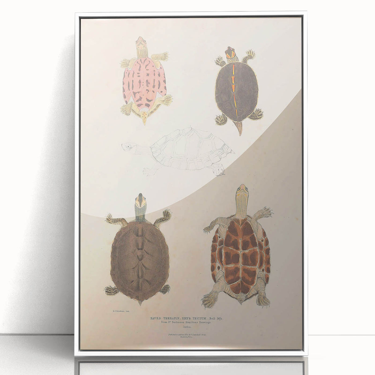 Vintage Animal Art – Terrapin Turtle Illustration Wall Print