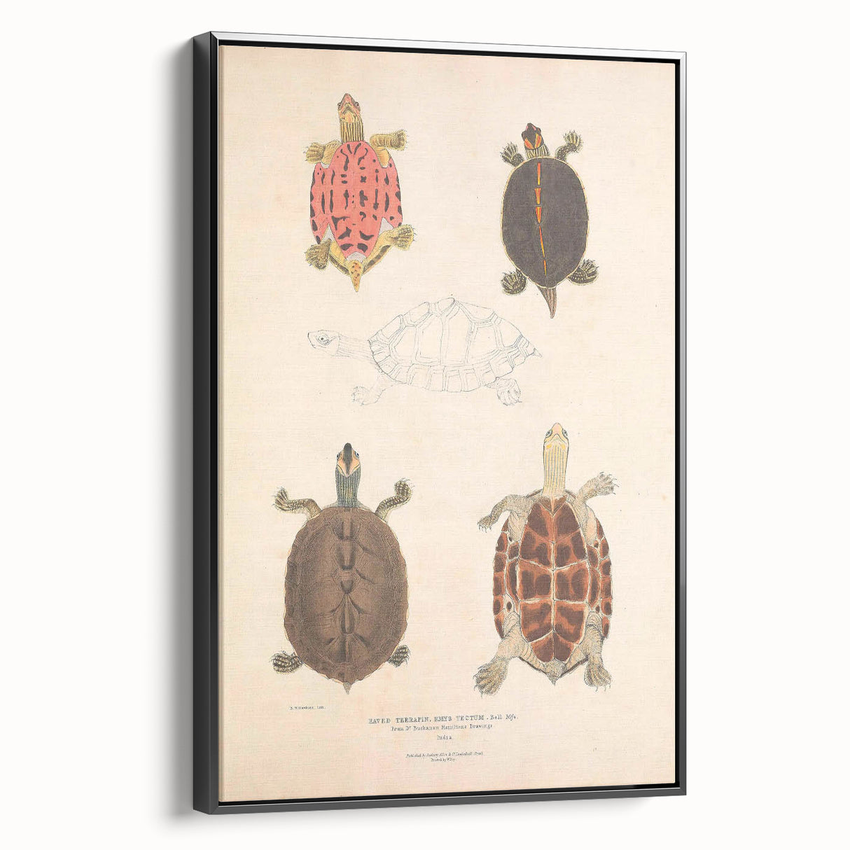 Vintage Animal Art – Terrapin Turtle Illustration Wall Print