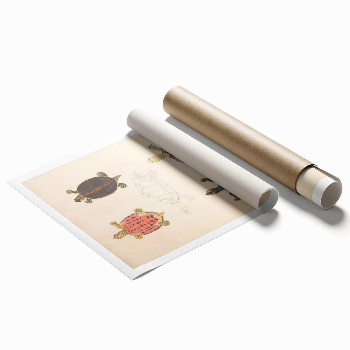 Vintage Animal Art – Terrapin Turtle Illustration Wall Print