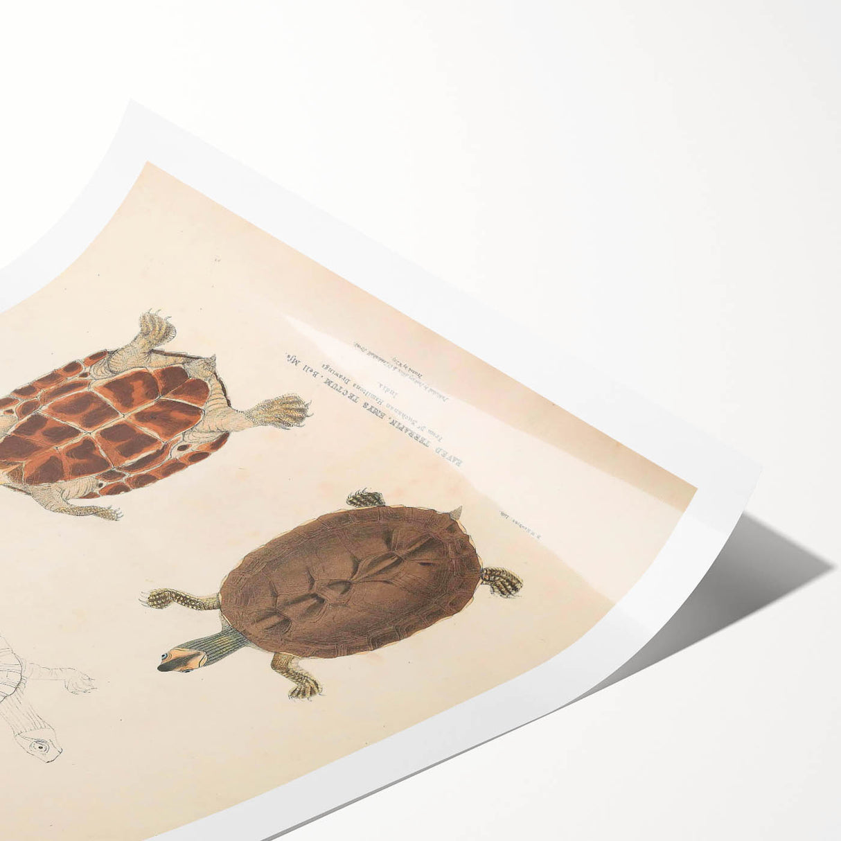 Vintage Animal Art – Terrapin Turtle Illustration Wall Print