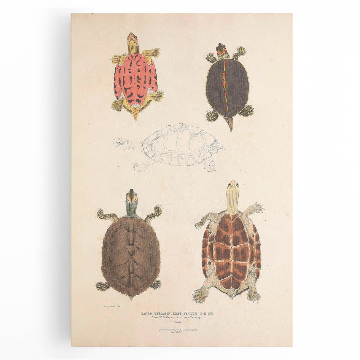 Vintage Animal Art – Terrapin Turtle Illustration Wall Print