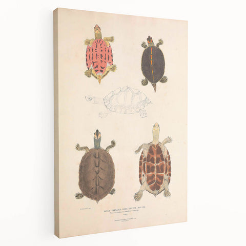 Vintage Animal Art – Terrapin Turtle Illustration Wall Print