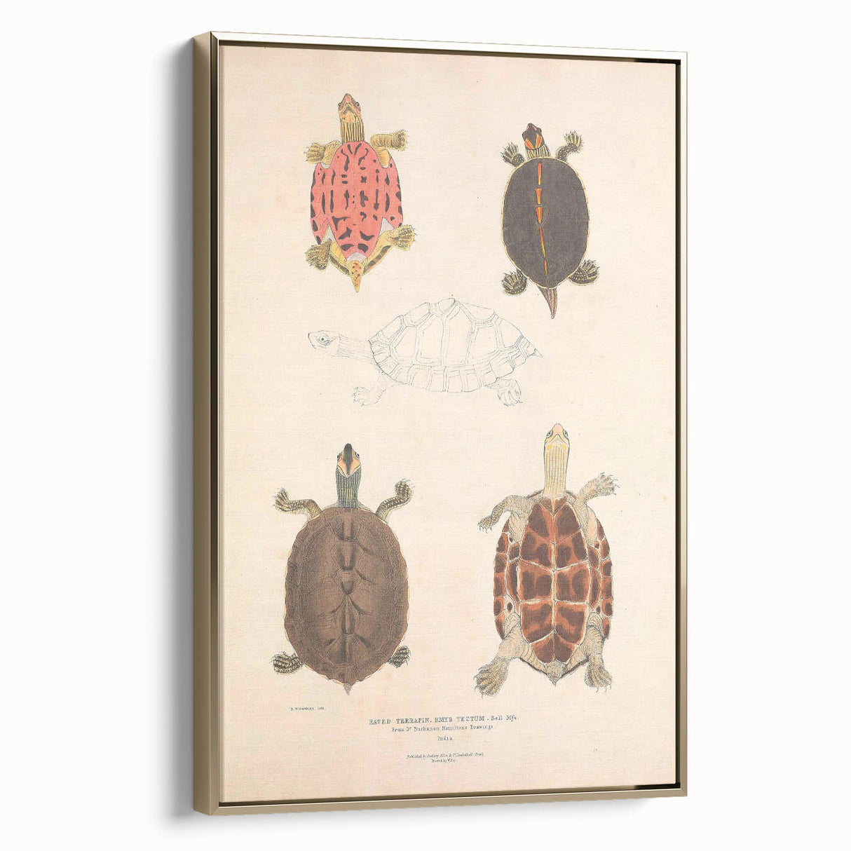Vintage Animal Art – Terrapin Turtle Illustration Wall Print