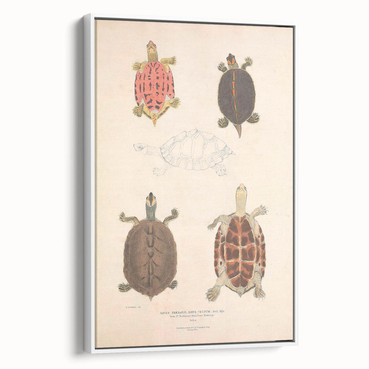 Vintage Animal Art – Terrapin Turtle Illustration Wall Print