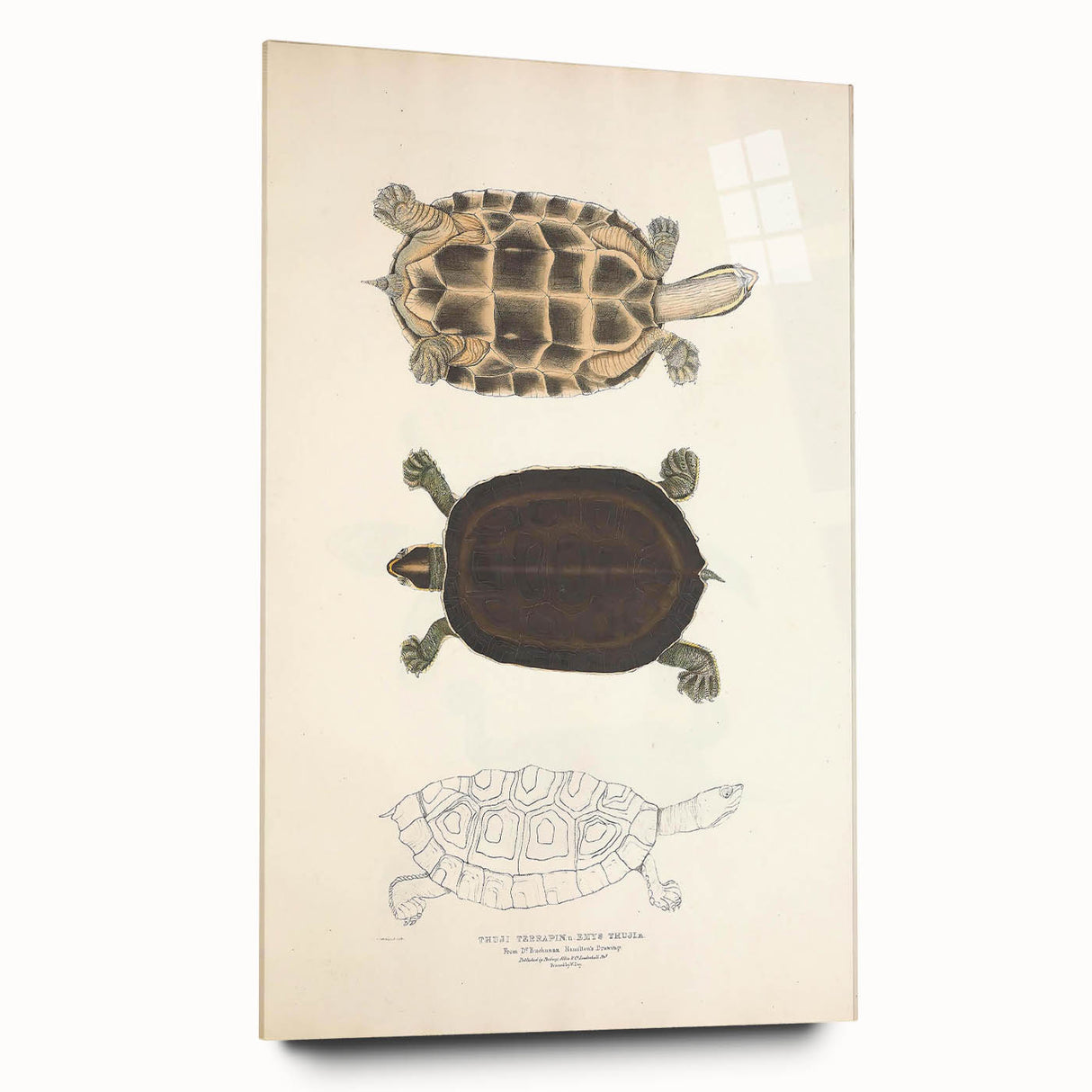 Vintage Animal Art – Thuji Terrapin Turtle Illustration Print