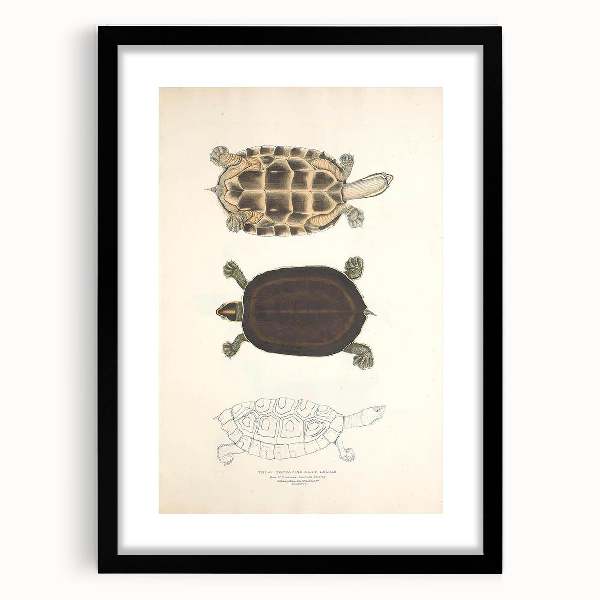 Vintage Animal Art – Thuji Terrapin Turtle Illustration Print