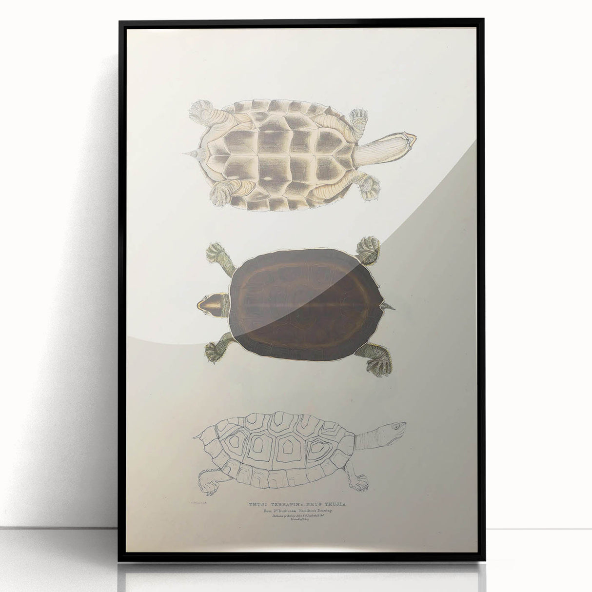 Vintage Animal Art – Thuji Terrapin Turtle Illustration Print