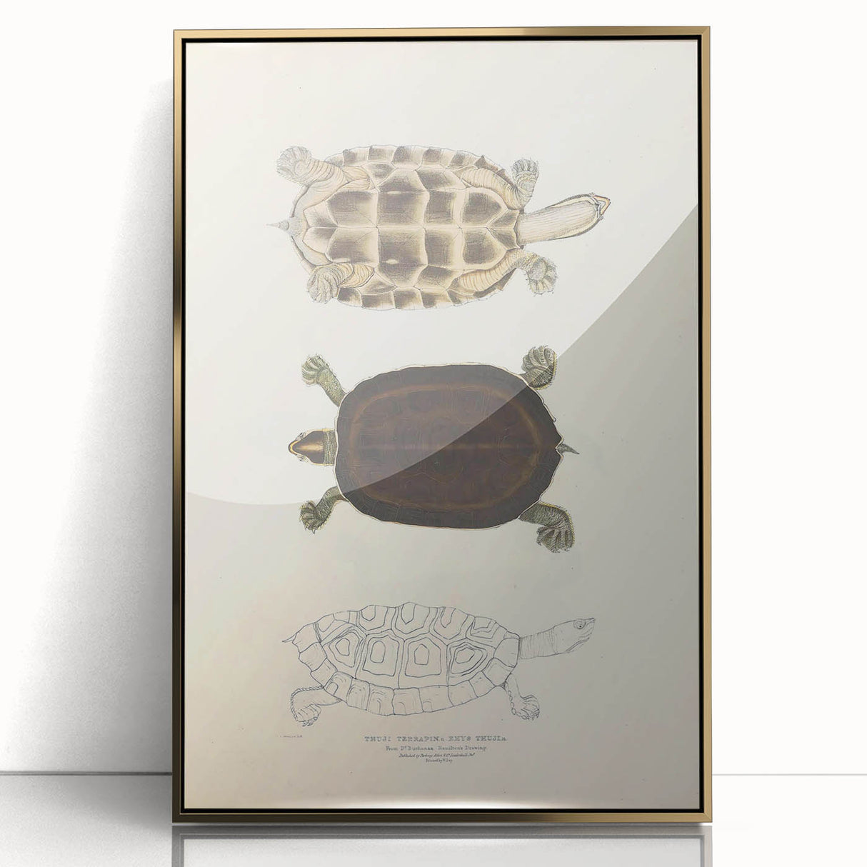 Vintage Animal Art – Thuji Terrapin Turtle Illustration Print