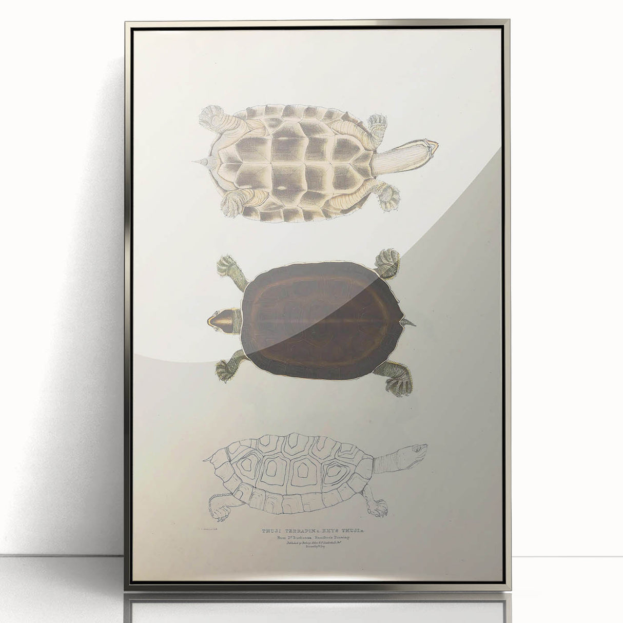 Vintage Animal Art – Thuji Terrapin Turtle Illustration Print