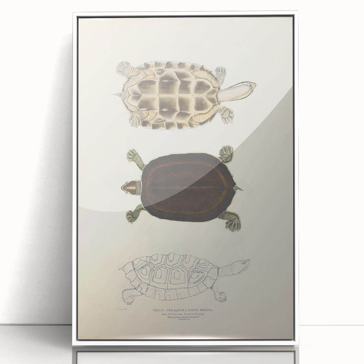 Vintage Animal Art – Thuji Terrapin Turtle Illustration Print