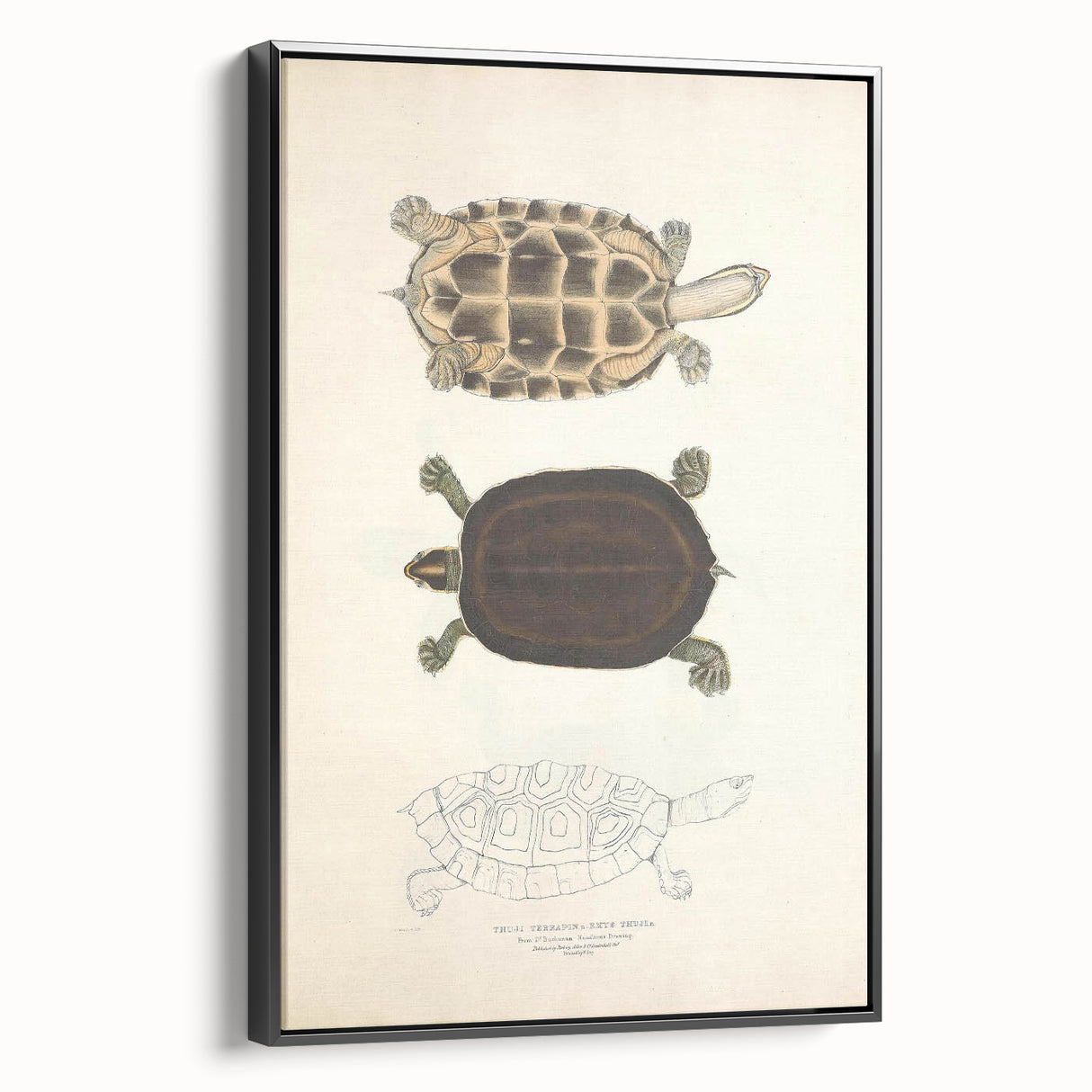 Vintage Animal Art – Thuji Terrapin Turtle Illustration Print