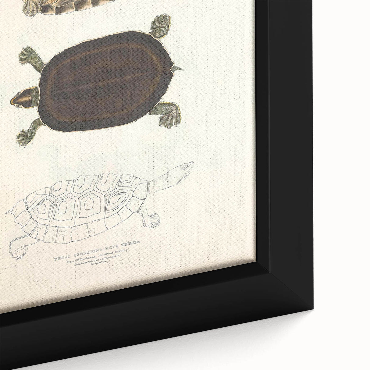 Vintage Animal Art – Thuji Terrapin Turtle Illustration Print