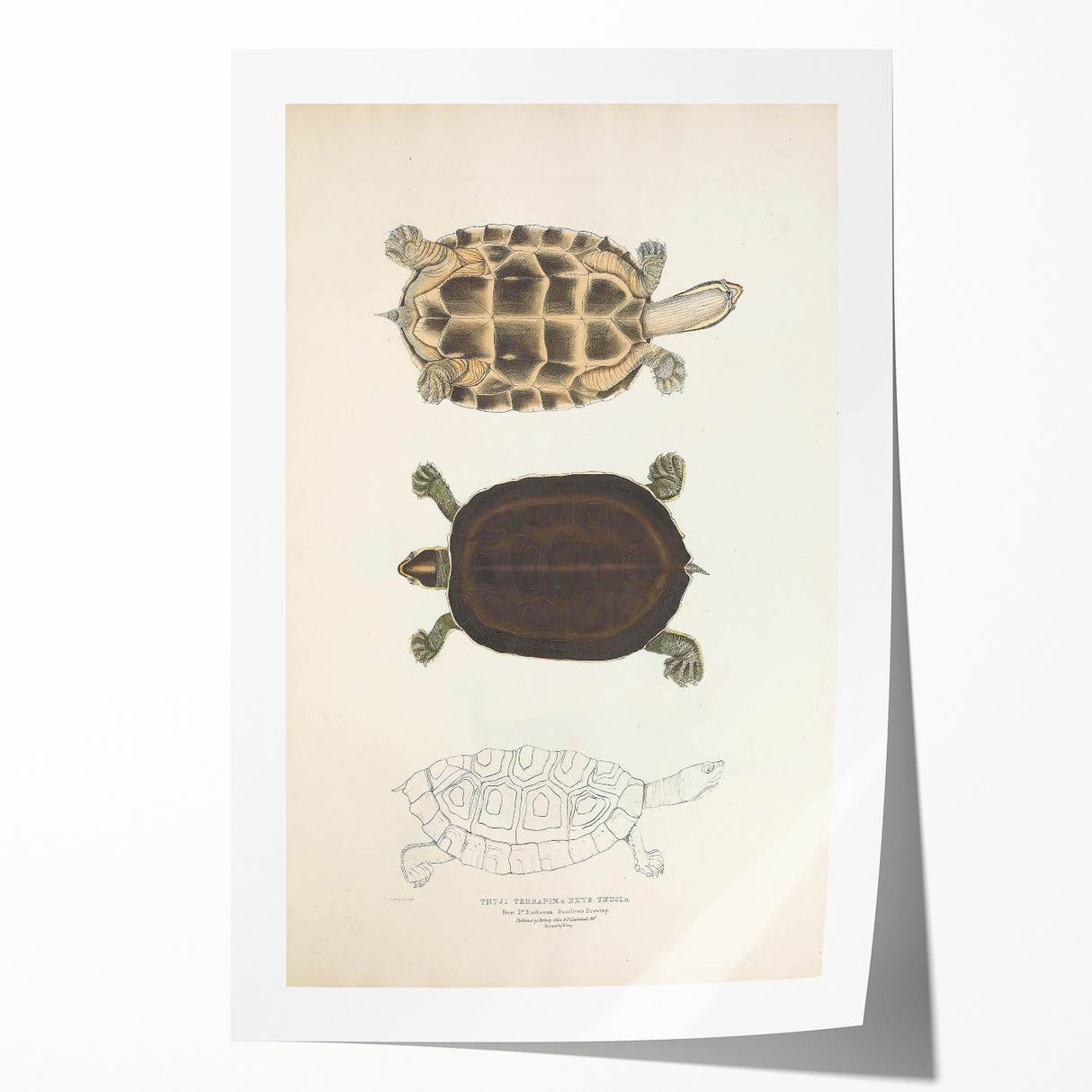 Vintage Animal Art – Thuji Terrapin Turtle Illustration Print