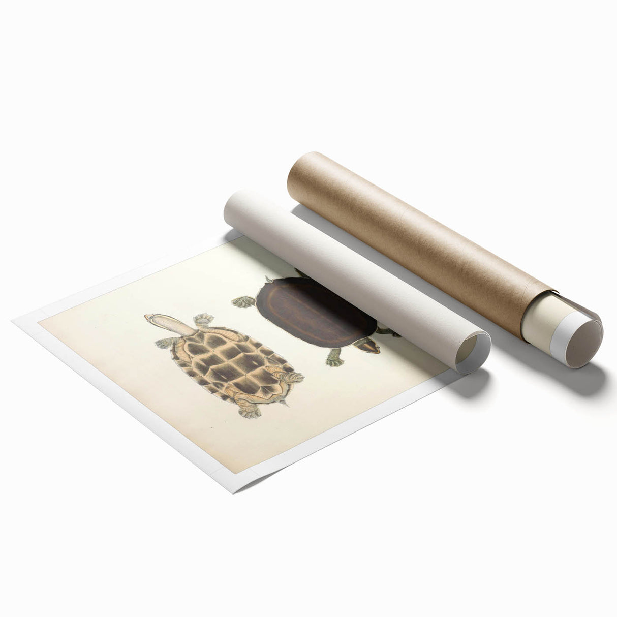 Vintage Animal Art – Thuji Terrapin Turtle Illustration Print