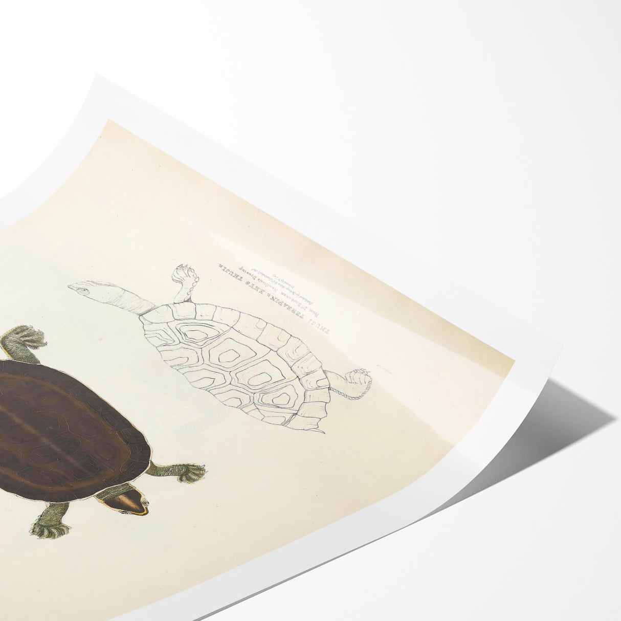 Vintage Animal Art – Thuji Terrapin Turtle Illustration Print