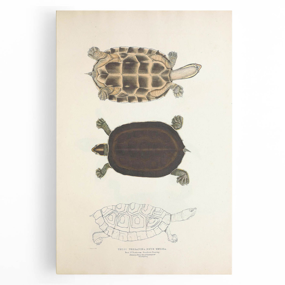 Vintage Animal Art – Thuji Terrapin Turtle Illustration Print