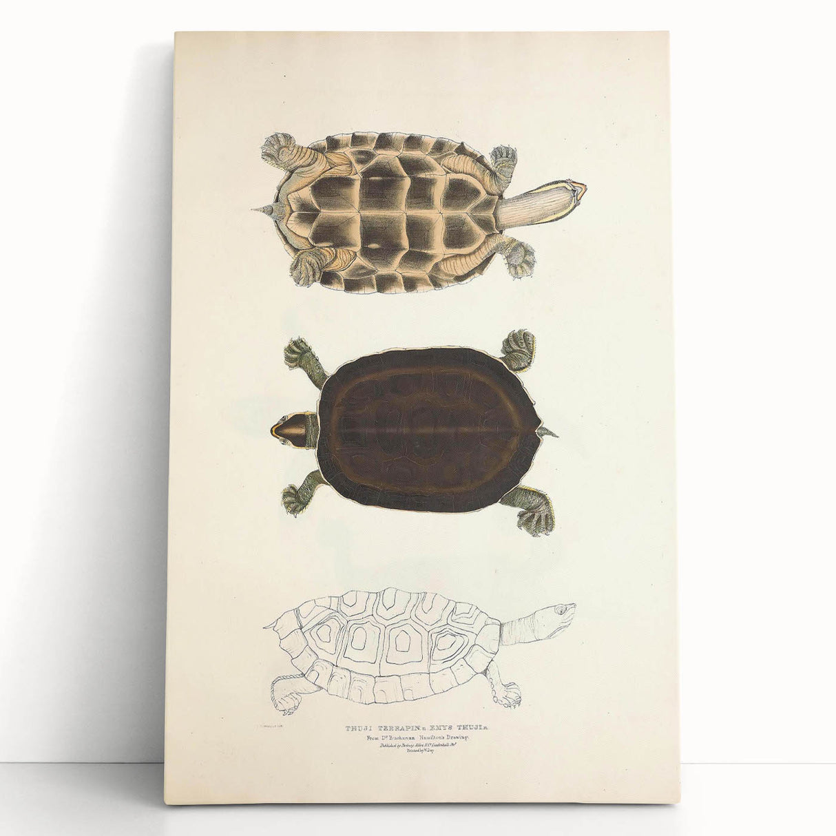 Vintage Animal Art – Thuji Terrapin Turtle Illustration Print