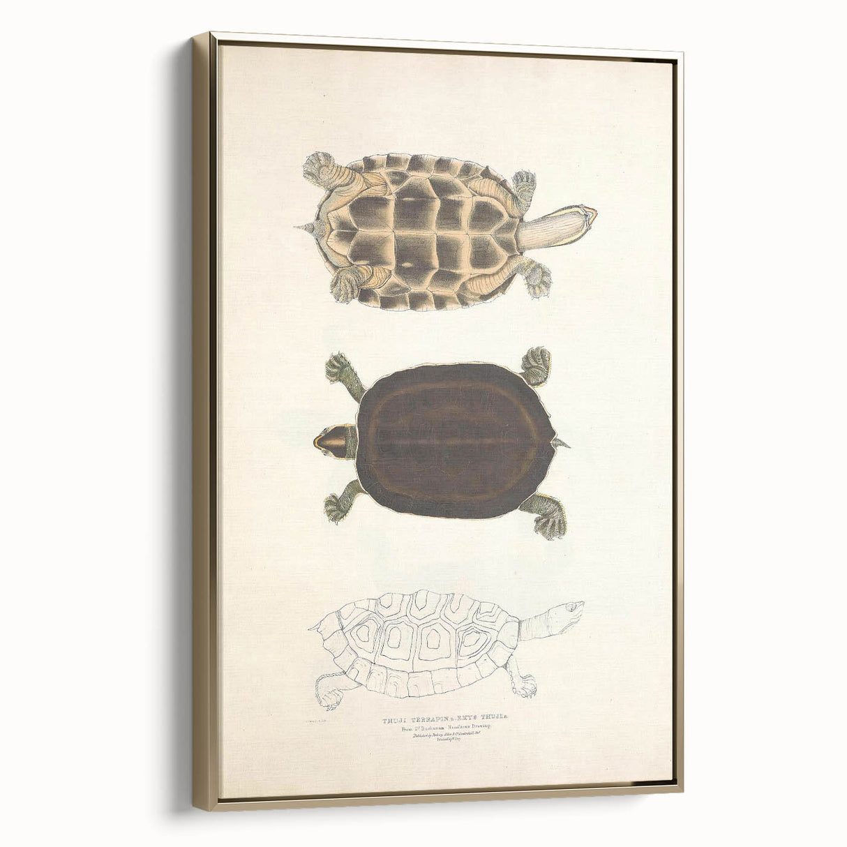 Vintage Animal Art – Thuji Terrapin Turtle Illustration Print