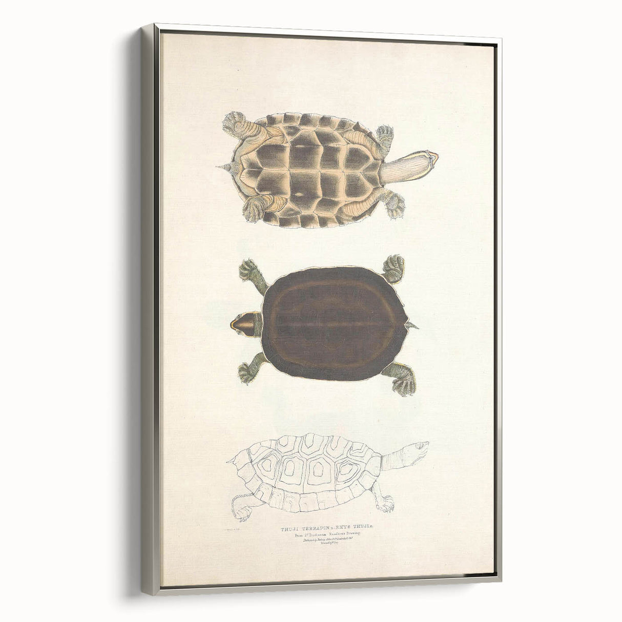 Vintage Animal Art – Thuji Terrapin Turtle Illustration Print