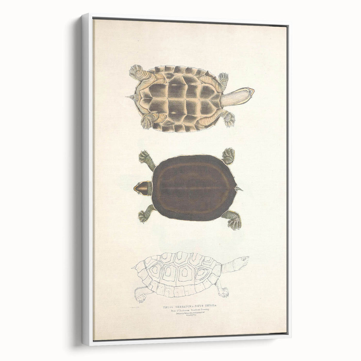 Vintage Animal Art – Thuji Terrapin Turtle Illustration Print