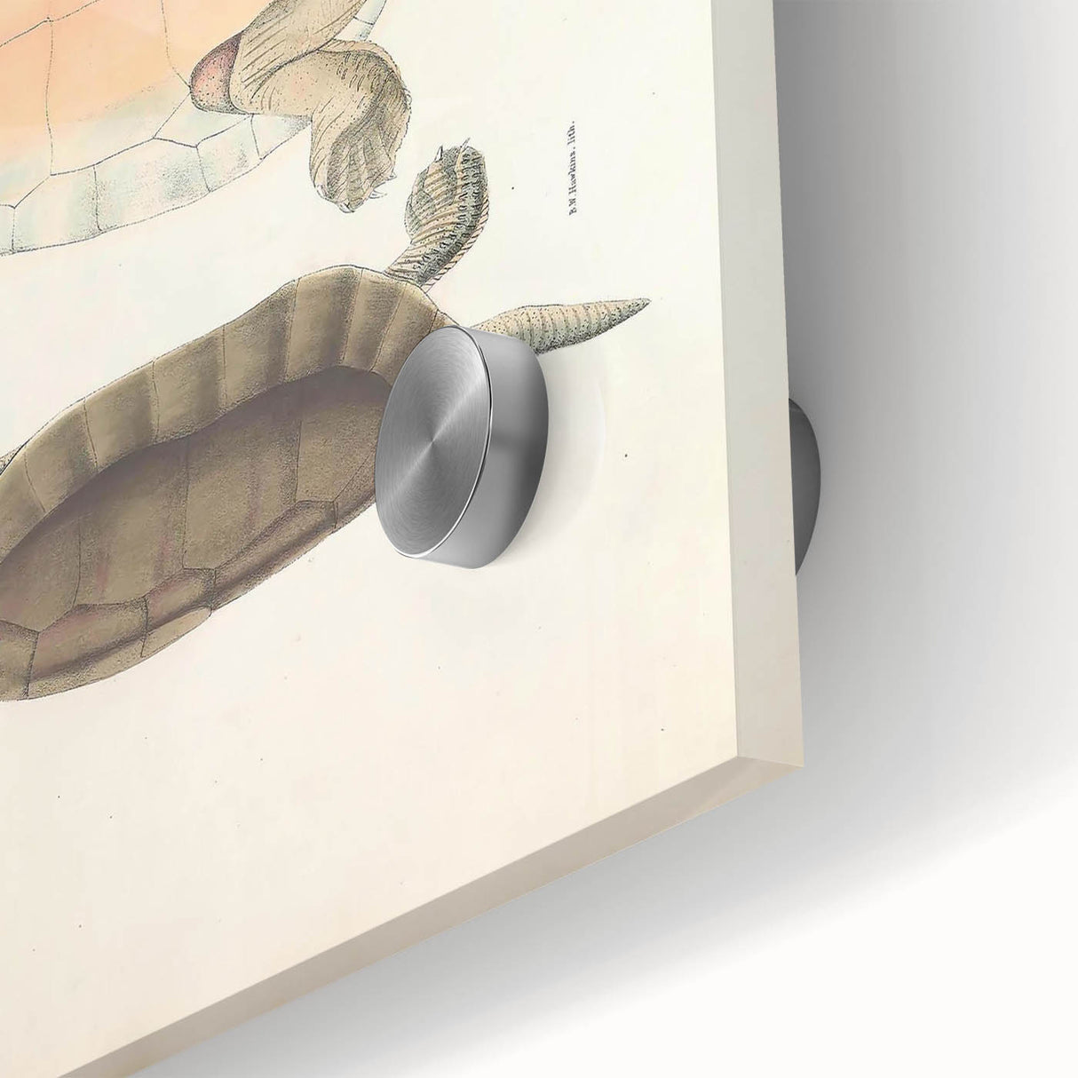 Vintage Animal Art – Kachuga Terrapin Turtle Illustration Print