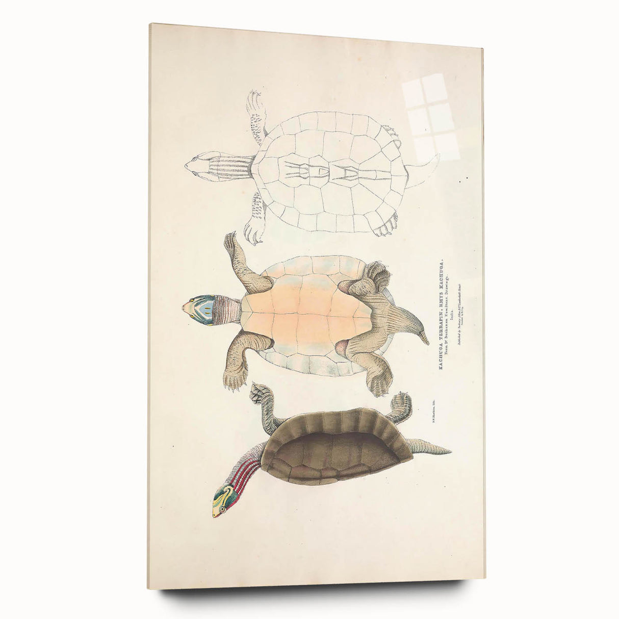 Vintage Animal Art – Kachuga Terrapin Turtle Illustration Print