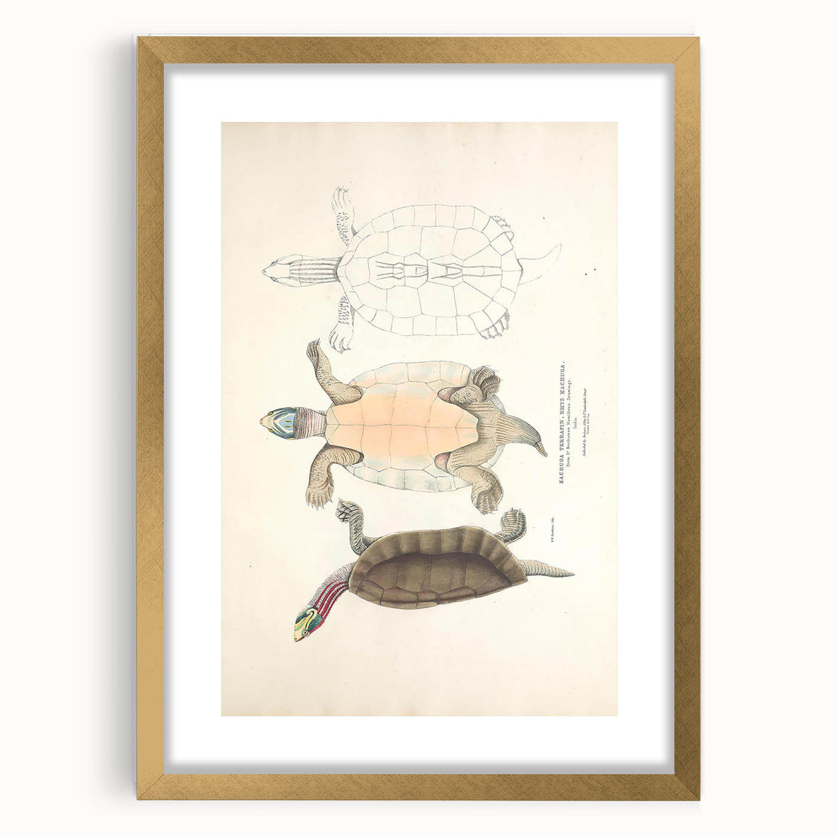 Vintage Animal Art – Kachuga Terrapin Turtle Illustration Print