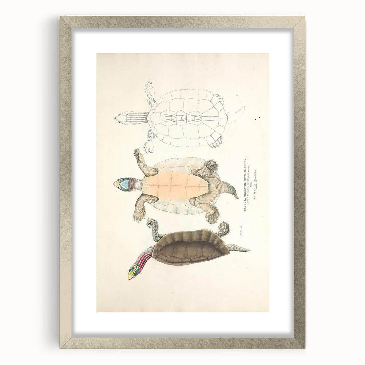 Vintage Animal Art – Kachuga Terrapin Turtle Illustration Print