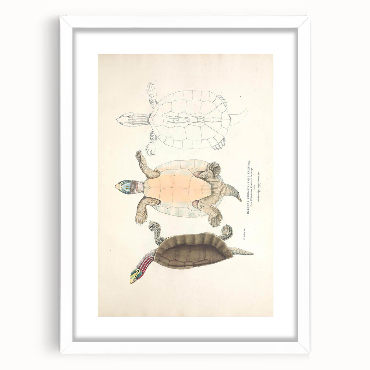 Vintage Animal Art – Kachuga Terrapin Turtle Illustration Print