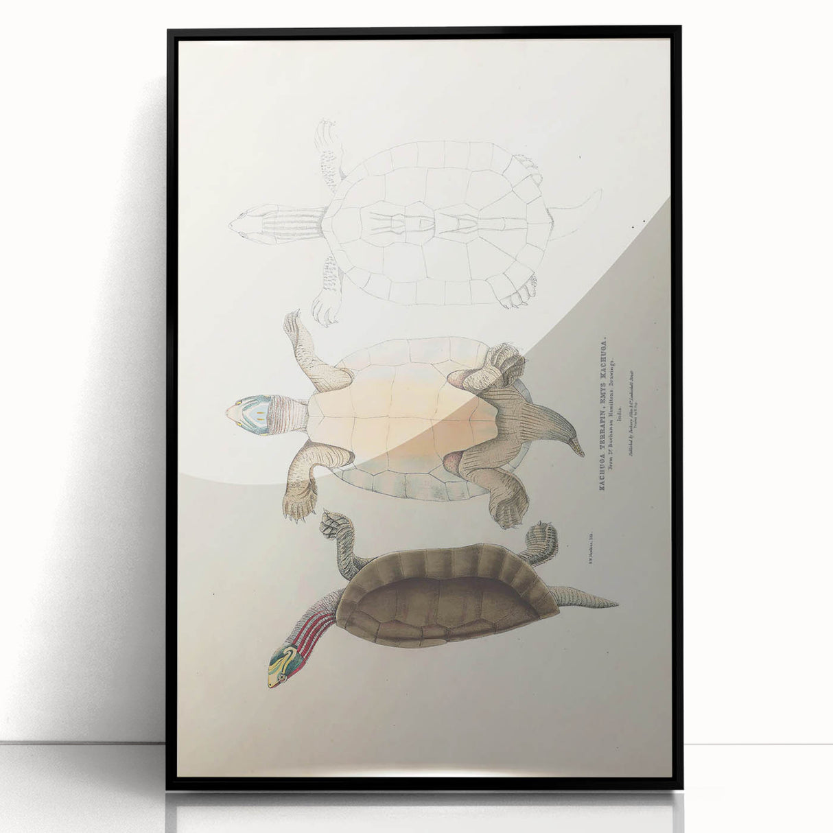 Vintage Animal Art – Kachuga Terrapin Turtle Illustration Print