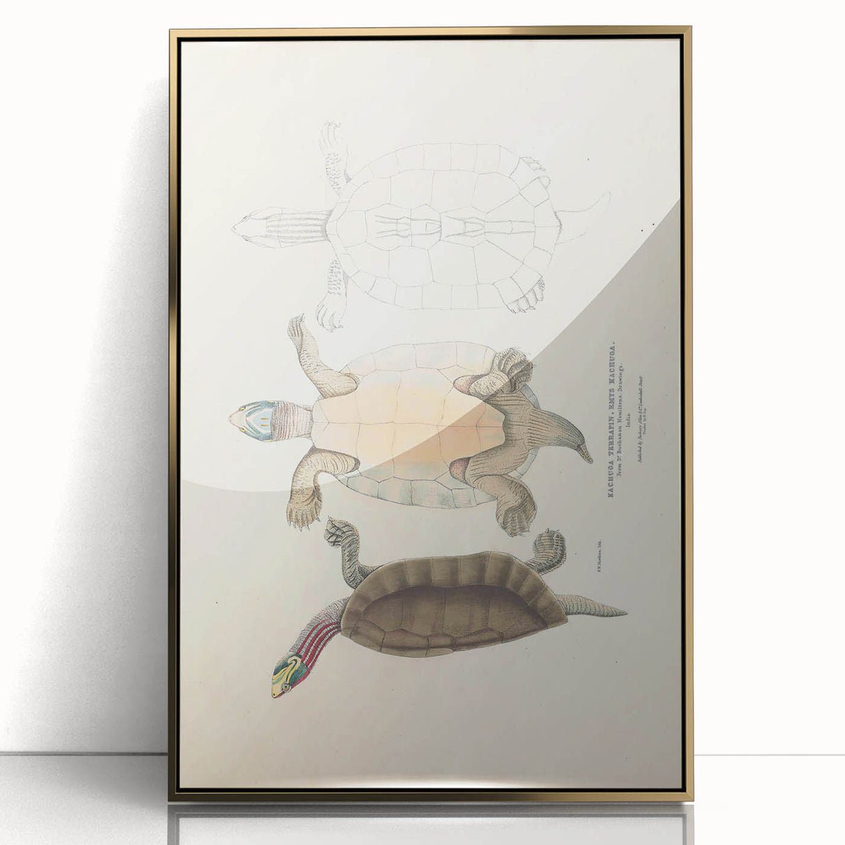 Vintage Animal Art – Kachuga Terrapin Turtle Illustration Print