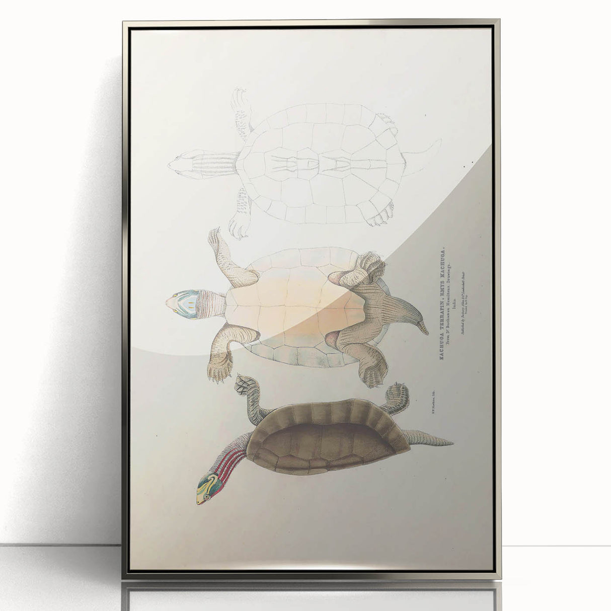 Vintage Animal Art – Kachuga Terrapin Turtle Illustration Print