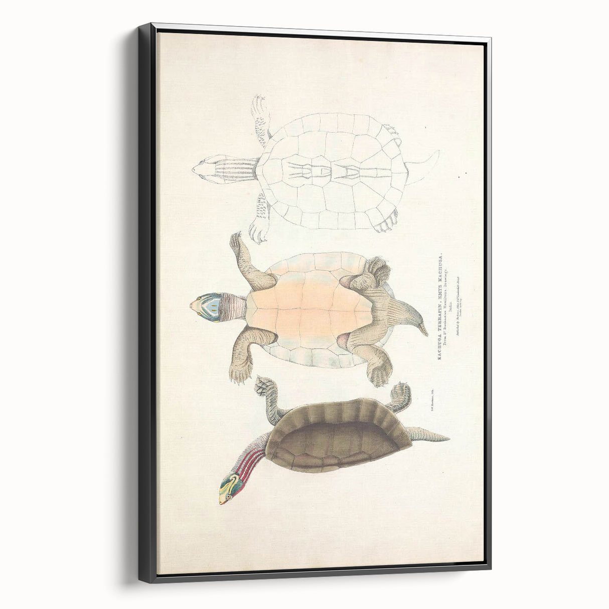 Vintage Animal Art – Kachuga Terrapin Turtle Illustration Print