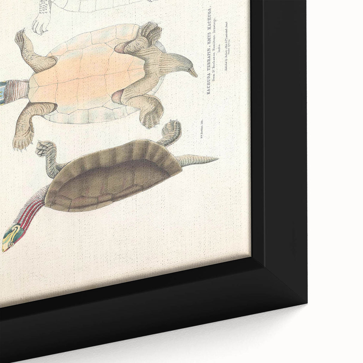 Vintage Animal Art – Kachuga Terrapin Turtle Illustration Print