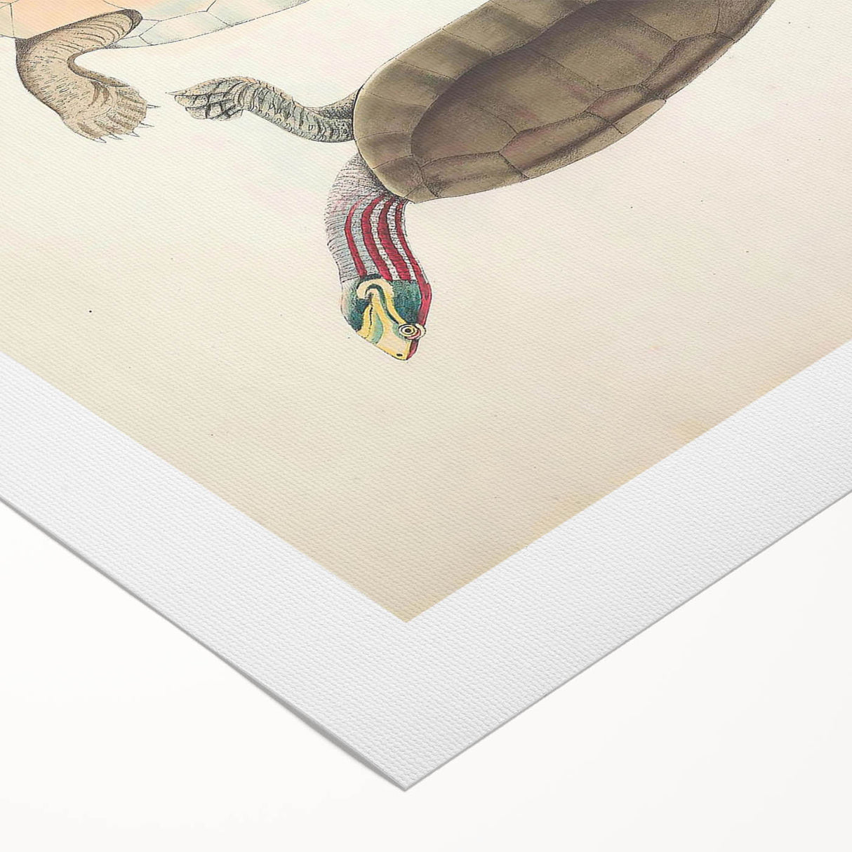 Vintage Animal Art – Kachuga Terrapin Turtle Illustration Print