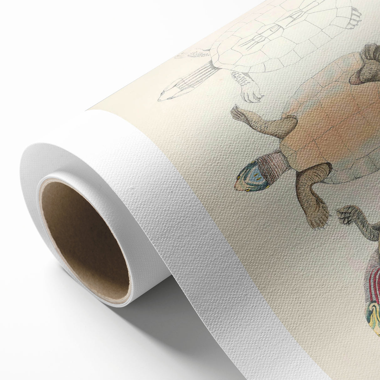 Vintage Animal Art – Kachuga Terrapin Turtle Illustration Print