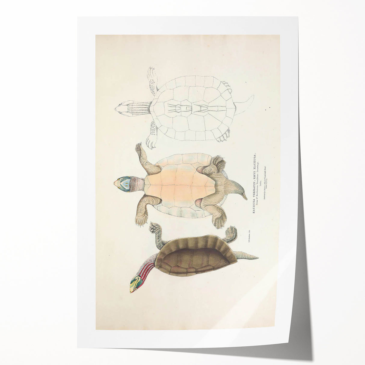 Vintage Animal Art – Kachuga Terrapin Turtle Illustration Print