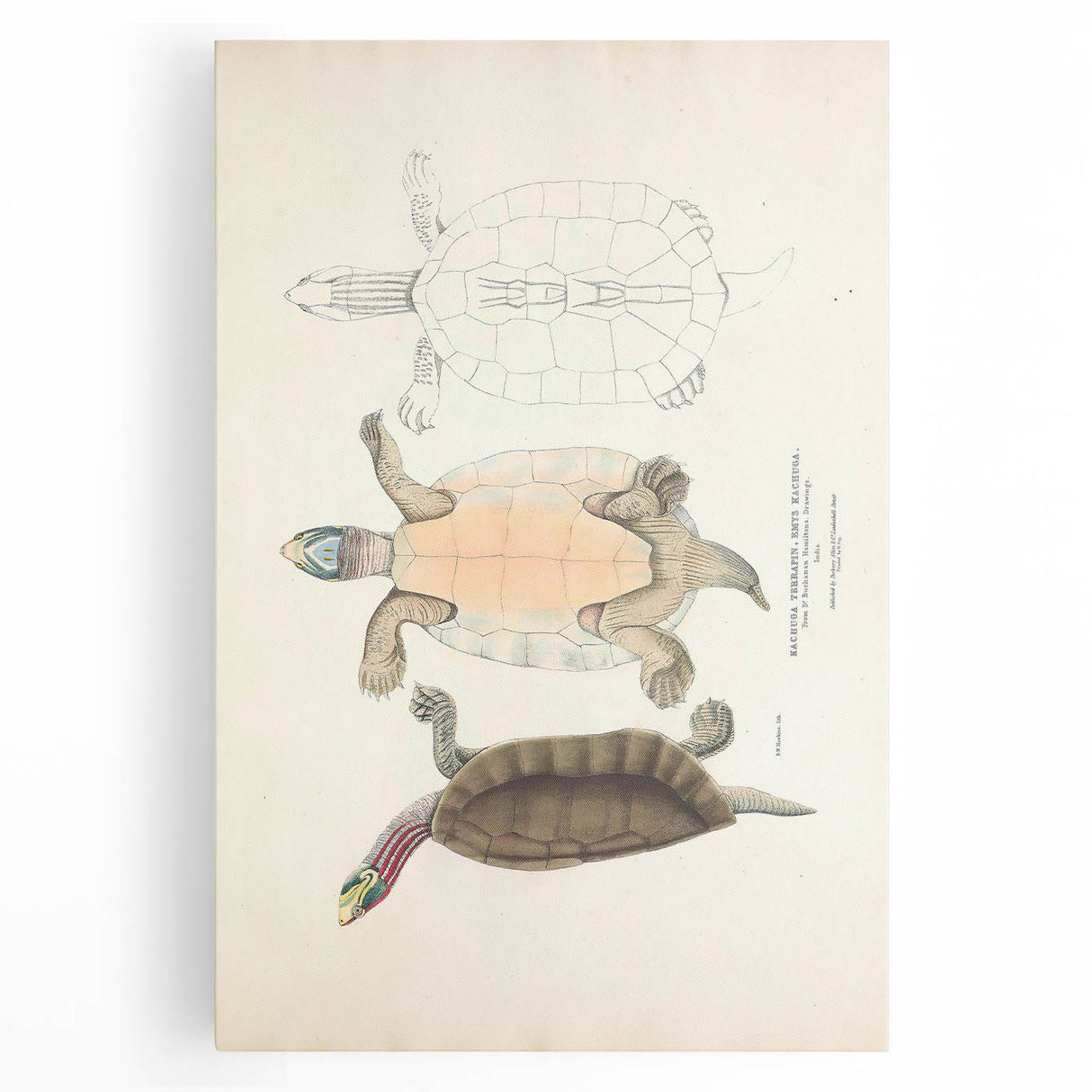 Vintage Animal Art – Kachuga Terrapin Turtle Illustration Print