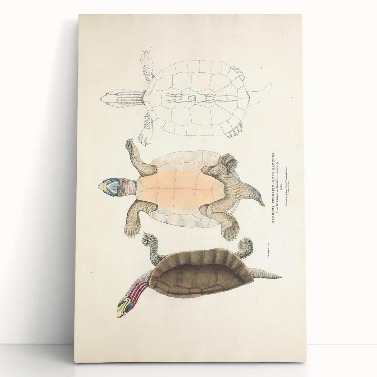 Vintage Animal Art – Kachuga Terrapin Turtle Illustration Print
