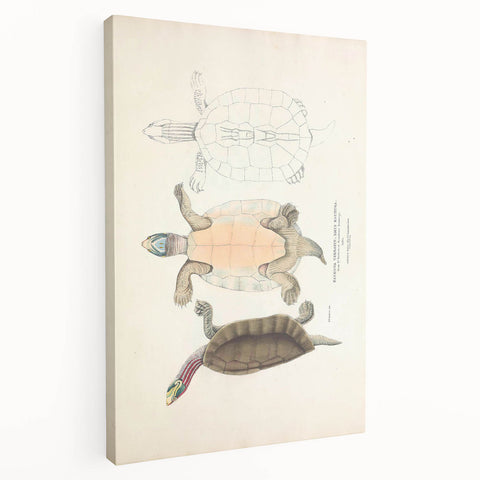 Vintage Animal Art – Kachuga Terrapin Turtle Illustration Print