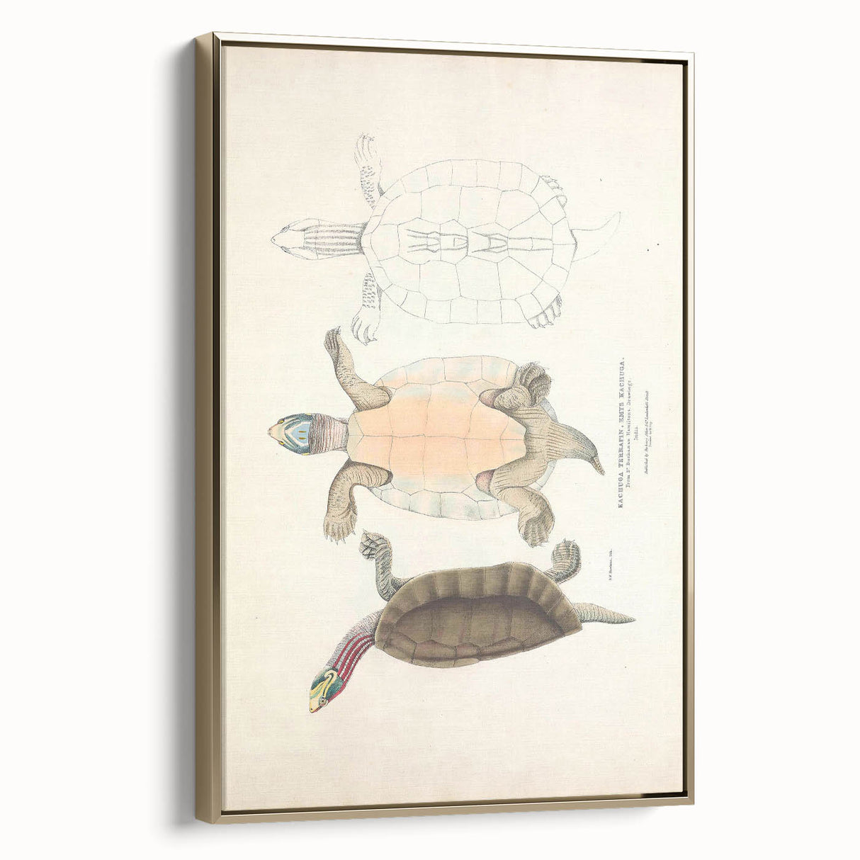 Vintage Animal Art – Kachuga Terrapin Turtle Illustration Print