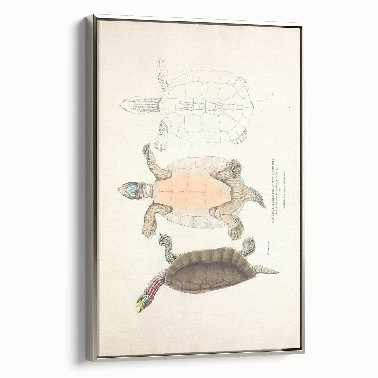 Vintage Animal Art – Kachuga Terrapin Turtle Illustration Print