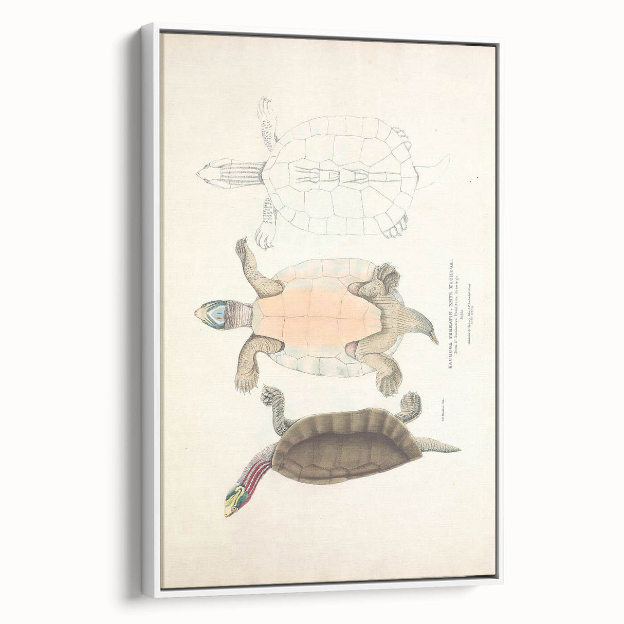 Vintage Animal Art – Kachuga Terrapin Turtle Illustration Print